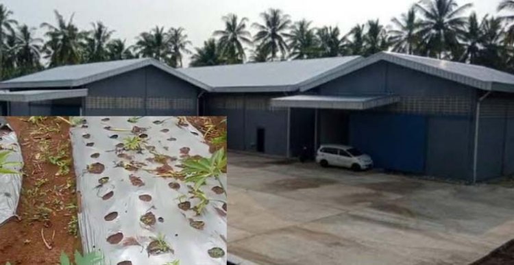 AMIRA Pandeglang minta DPRD Pandeglang panggil pihak-pihak terkait Mangkraknya SIKM Porang Pandeglang