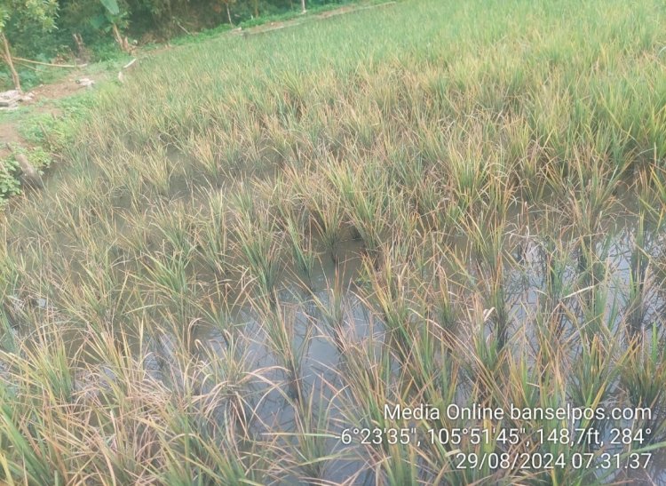 Nasib Pilu Petani di Cikedal, Sesudah mengalami Kekeringan juga di serang Hama Wereng