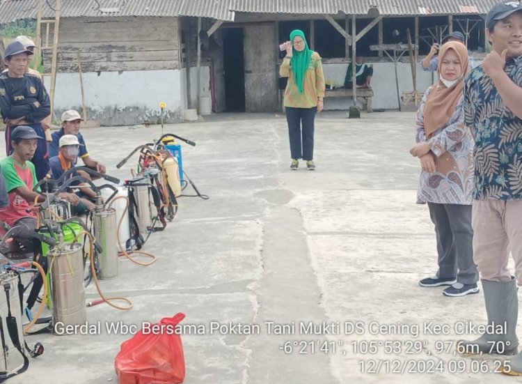 Poktan Tani Mukti Desa Cening dan BPP Cikedal Laksanakan Pengendalian WBC
