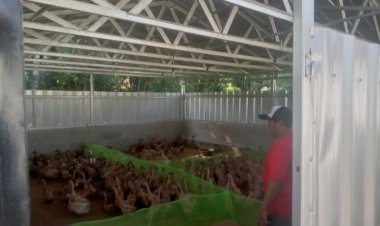 BUMDes Daya Mandiri Labuan kembangkan Bebek Petelur, Pengurus : Izin Kandang Diluar Desa Sudah Ada.