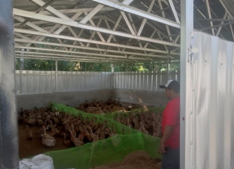 BUMDes Daya Mandiri Labuan kembangkan Bebek Petelur, Pengurus : Izin Kandang Diluar Desa Sudah Ada.
