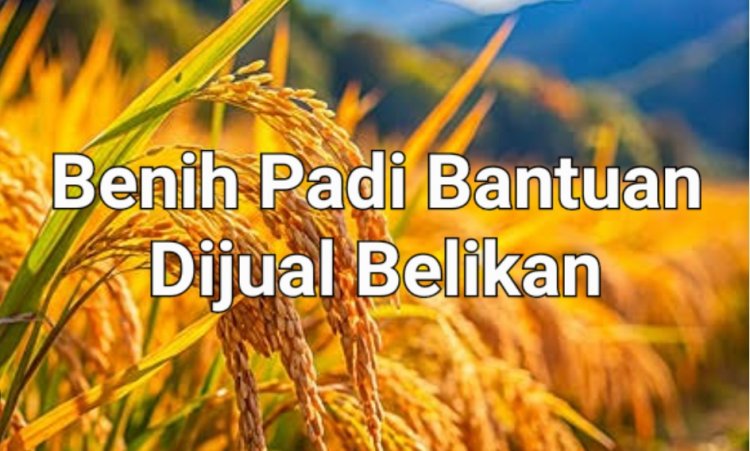 Dugaan Penjualan Benih Batuan Padi Di Angsana Di Soal DPC AMIRA Pandeglang