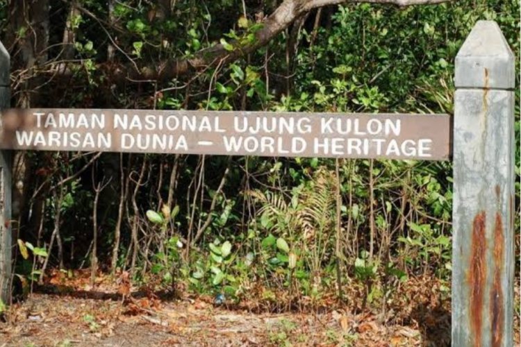 DPC AMIRA Pandeglang Menyikapi Terkait Masyarakat Cimanggu tebang Kayu Ilegal di kawasan Hutan Lindung TNUK, Yang Terancam Masuk Jeruji Besi