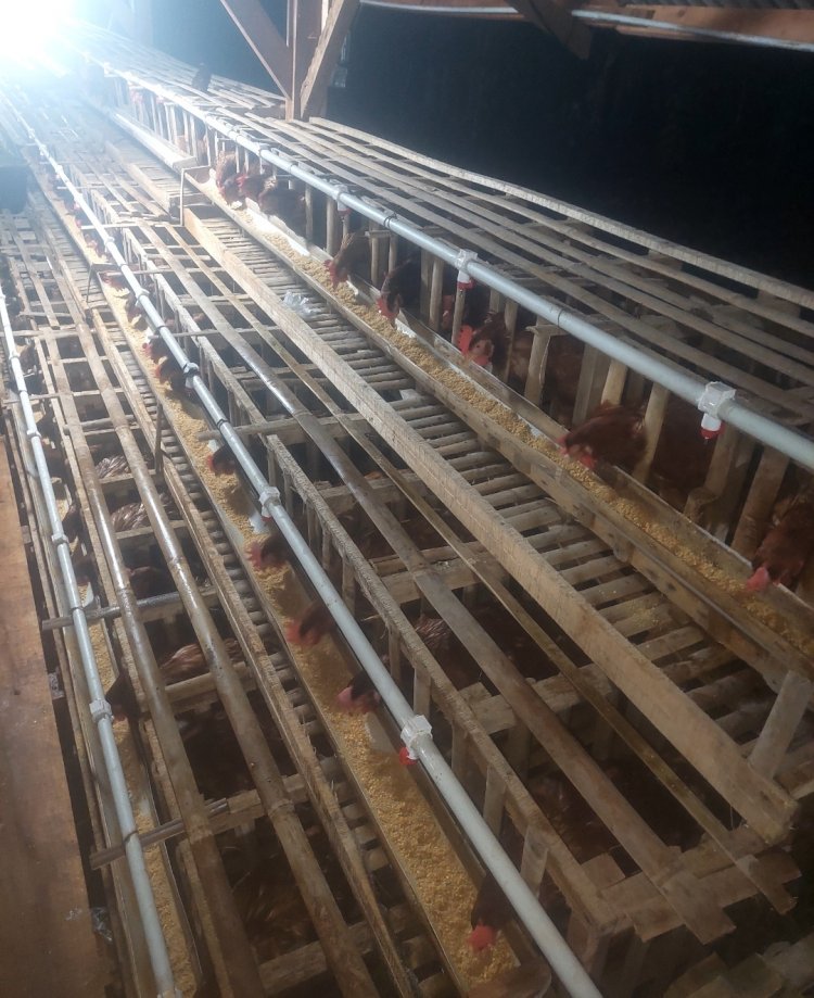 Usaha Ternak Ayam Petelur BUMDes Babakanlor Cikedal, Sudah Selesai Dibangun Mulai Menghasilkan