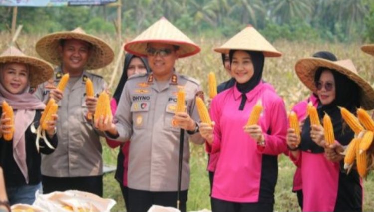 Dukung Program Swasembada Pangan, Polres Pandeglang Gelar Panen Raya Jagung Serentak Kuartal III di Carita
