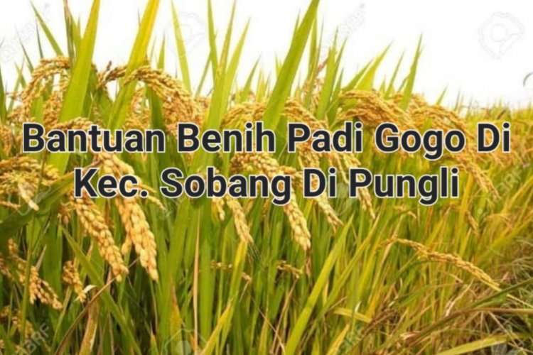 Parah?? Bantuan Benih Padi Gogo BPP Sobang, Pandeglang. Diduga Dipungli Oleh Oknum Poktan
