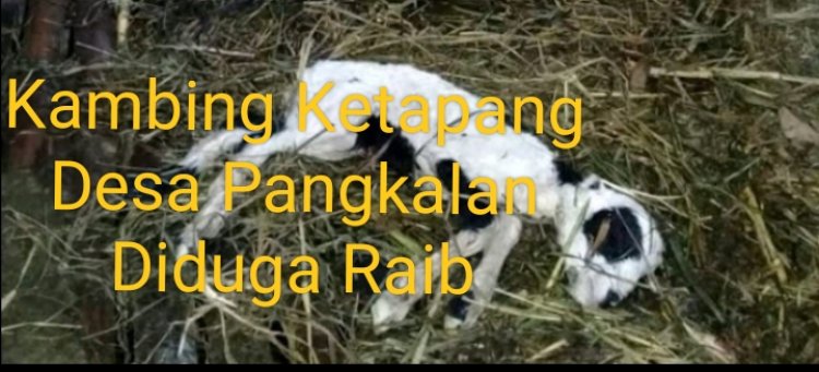 Kambing Raib! Program Ketapang Desa Pangkalan Diduga Menyimpang