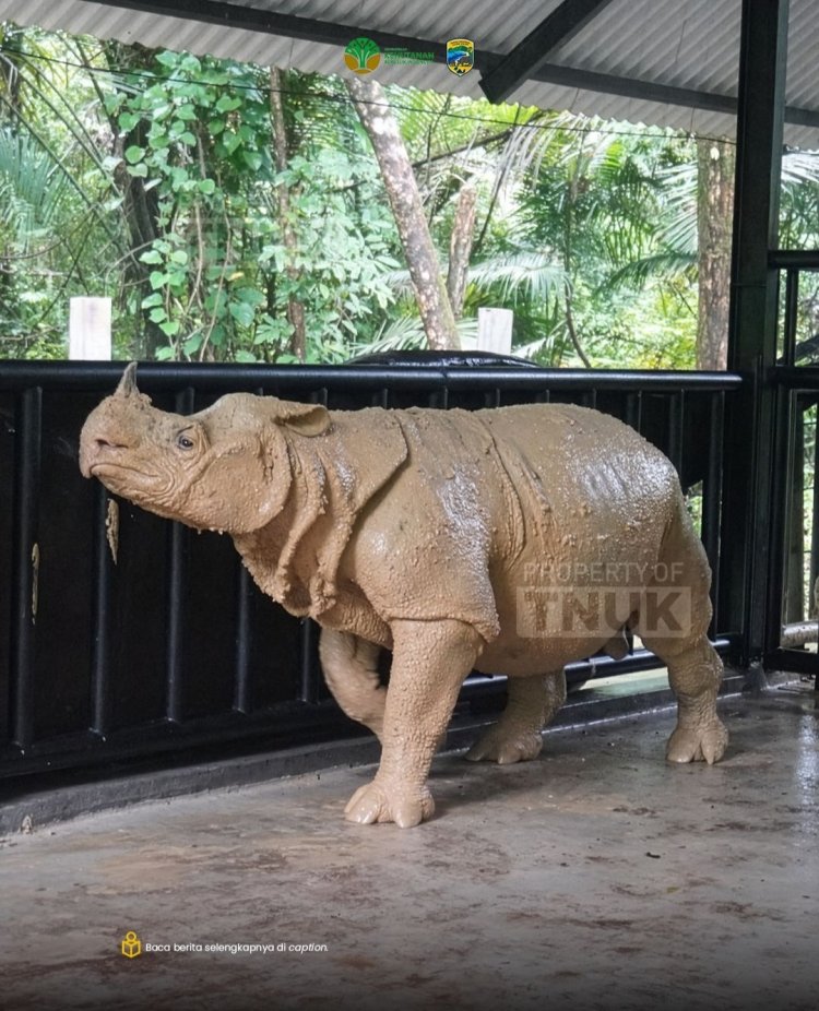 Proses Translokasi Badak Jawa Ujung Kulon Dengan Dukungan Transportasi KAPA K-61 Marinir TNI, Seekor Badak Jantan Berhasil Dipindahkan.