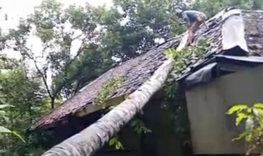 Akibat Hujan Angin, Rumah Lansia Di Kampung Cireundeu Babakanlor, Cikedal, Tertimpa Pohon Tumbang