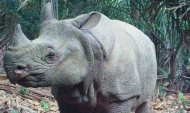 FPPK Provinsi Banten, Minta Kematian Badak Jawa Mustopa Diselidiki & Translokasi Dihentikan Karena Syarat Akan Kepentingan