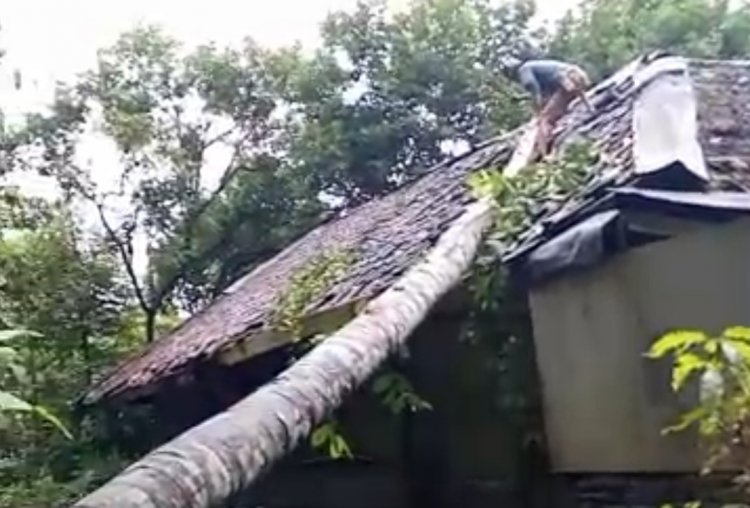 Akibat Hujan Angin, Rumah Lansia Di Kampung Cireundeu Babakanlor, Cikedal, Tertimpa Pohon Tumbang
