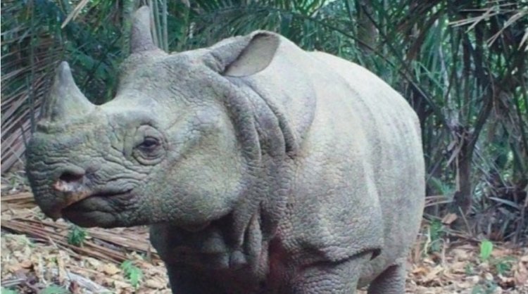 FPPK Provinsi Banten, Minta Kematian Badak Jawa Mustopa Diselidiki & Translokasi Dihentikan Karena Syarat Akan Kepentingan