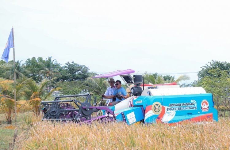 Padi Organik Hasil Persilangan Bibit Unggul Berhasil Dikembangkan di Banten