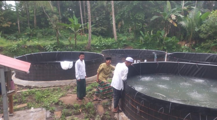 Mulai Tabur Benih Kembali, BUMDes Ciandur Kecamatan Saketi, Sukses Budidaya Ikan Nila Sitem Bioflok
