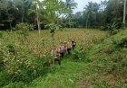 Ipda Abdul Azis Maulana, SH, Kapolsek Cikedal Pimpin Langsung Panen Jagung, Guna Pemperkuat Cadangan Pangan Nasionl