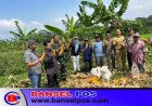 Panen Jangung Polsek Cikedal Triwulan Satu 2026 Sebanyak 20 Ton, Petani Binaan Minta Pemprov Banten Bantu Bibit, Pupuk & Alsintan  Agar Produksi Terus Meningkat