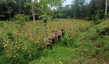 Ipda Abdul Azis Maulana, SH, Kapolsek Cikedal Pimpin Langsung Panen Jagung, Guna Pemperkuat Cadangan Pangan Nasionl