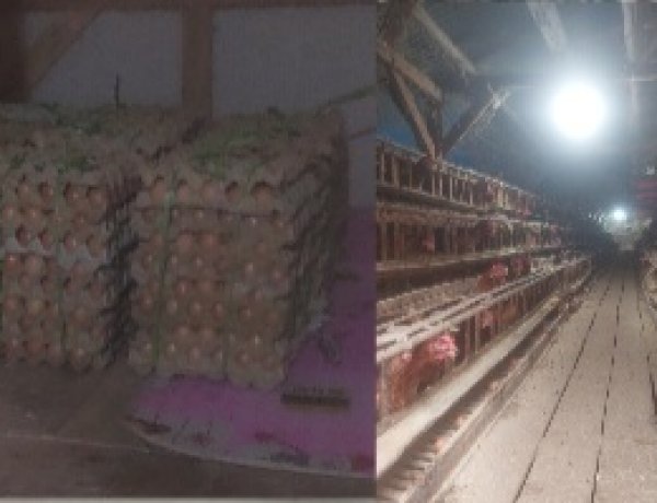 SPPG Yayasan Leuit Bumi Pertiwi Babakanlor Cikedal, Lakukan Kerjasama Dengan UMKM & BUMDes Babakanlor Untuk Suplay Tempe Juga Telur