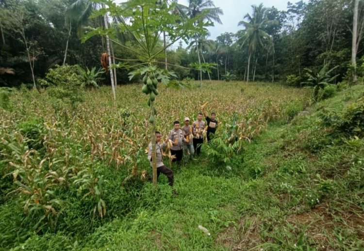 Ipda Abdul Azis Maulana, SH, Kapolsek Cikedal Pimpin Langsung Panen Jagung, Guna Pemperkuat Cadangan Pangan Nasionl