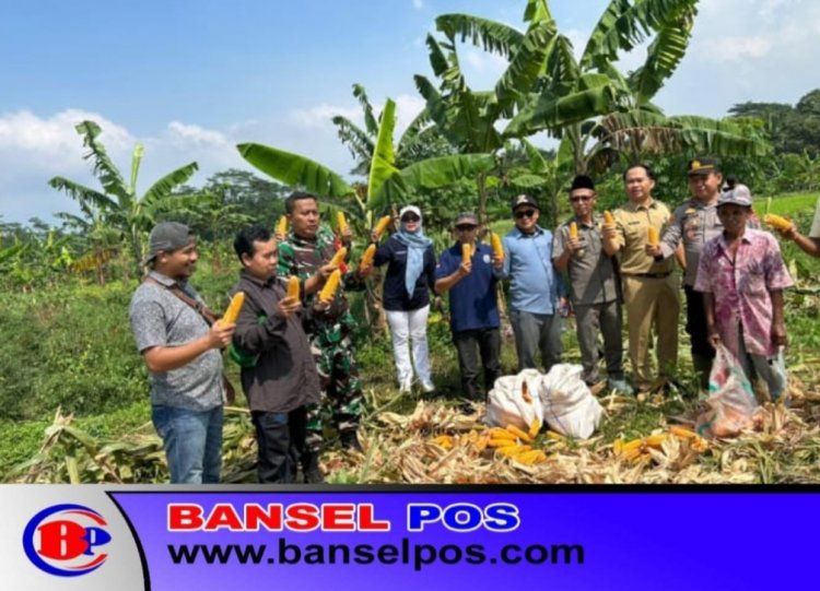Panen Jangung Polsek Cikedal Triwulan Satu 2026 Sebanyak 20 Ton, Petani Binaan Minta Pemprov Banten Bantu Bibit, Pupuk & Alsintan  Agar Produksi Terus Meningkat