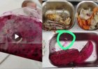 Menu MBG di SMKN 3 Pandeglang, Dari SPPG Banyubiru Diduga Berbelatung, DPC GWI Minta BGN & Satgas MBG Lakukan Evaluasi Menyeluruh