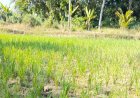 Dampak Perubahan Iklim, Kekeringan Landa 20 Kecamatan di Pandeglang