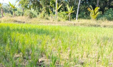 Dampak Perubahan Iklim, Kekeringan Landa 20 Kecamatan di Pandeglang