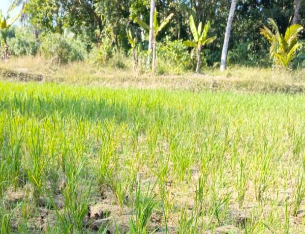 Dampak Perubahan Iklim, Kekeringan Landa 20 Kecamatan di Pandeglang