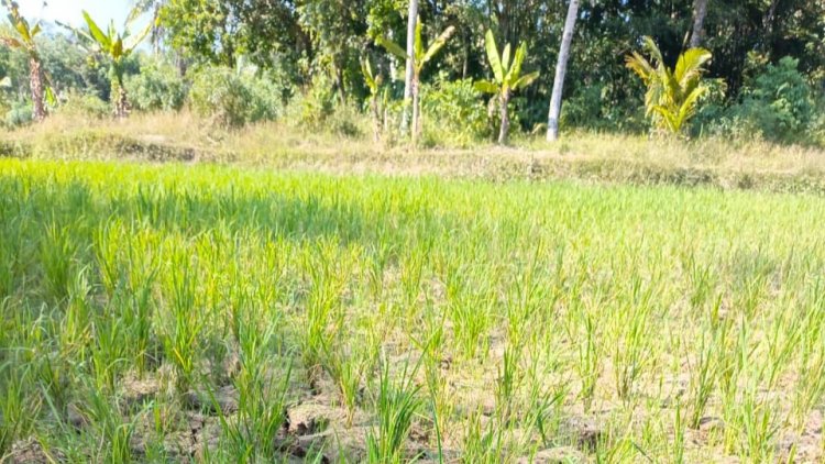 Dampak Perubahan Iklim, Kekeringan Landa 20 Kecamatan di Pandeglang